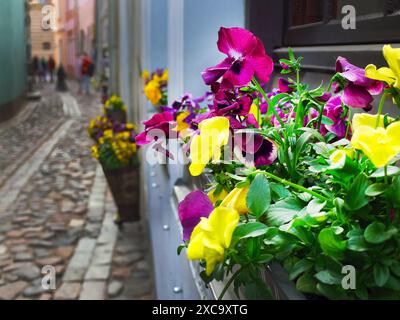 Seitenansicht der bunten Stiefmütterchen Blumen im Blumenbeet, Frühlingszeit Fensterdekoration in der europäischen Altstadt, mit kleiner Gasse Steinpflasterhintergrund Stockfoto