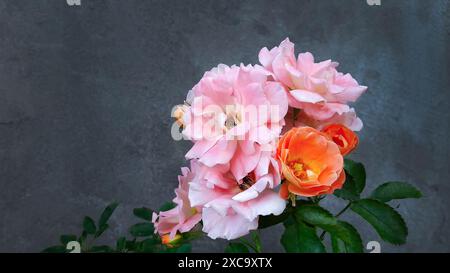 Leuchtende bunte Rosenblüten, Aprikose, Pfirsich und Rosa Farbe, Pastellton im dunkelgrauen Hintergrund für Tapeten, atemberaubende Flora rosa Stockfoto