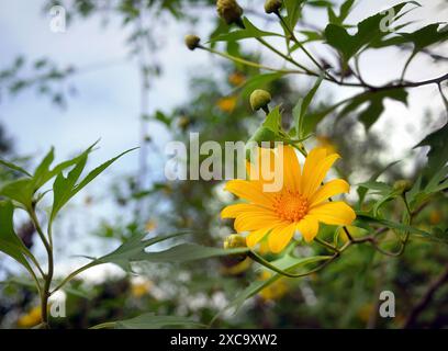 Wilde Marigold oder mexikanische Sonnenblume, mexikanisches Tournesol, Tithonia diversifolia, anderer Name, japanische Sonnenblume oder Nitrobe Chrysantheme, mit verschwommenem g Stockfoto