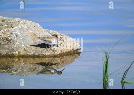 Gewöhnlicher Sandpiper auf einem Felsen in Feuchtgebieten mit Reflexion Stockfoto