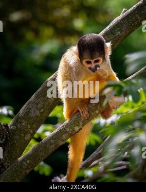 Ein Eichhörnchenaffe auf einem Ast in einem üppig grünen Wald. Stockfoto