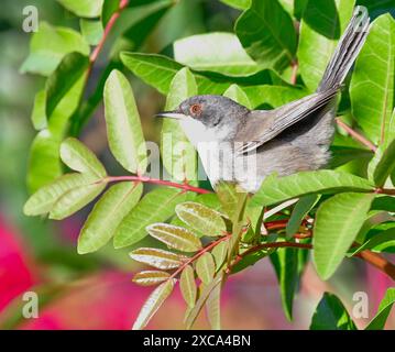 Curruca melanocephala valverdei Stockfoto