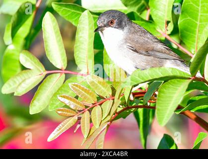 Curruca melanocephala valverdei Stockfoto