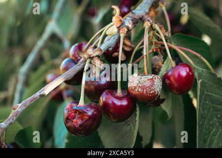 Frische und verfaulte Kirschfrüchte. Konzept der Sommerernte. Kirschgarten aus nächster Nähe. Hintergrund für den Sommer. Stillleben im Sommer. Rote Bio-Kirsche. Stockfoto