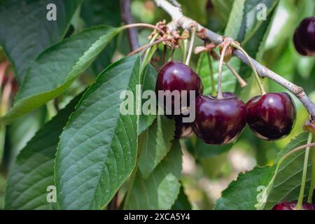 Frische und verfaulte Kirschfrüchte. Konzept der Sommerernte. Kirschgarten aus nächster Nähe. Hintergrund für den Sommer. Stillleben im Sommer. Rote Bio-Kirsche. Stockfoto