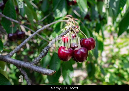 Frische und verfaulte Kirschfrüchte. Konzept der Sommerernte. Kirschgarten aus nächster Nähe. Hintergrund für den Sommer. Stillleben im Sommer. Rote Bio-Kirsche. Stockfoto