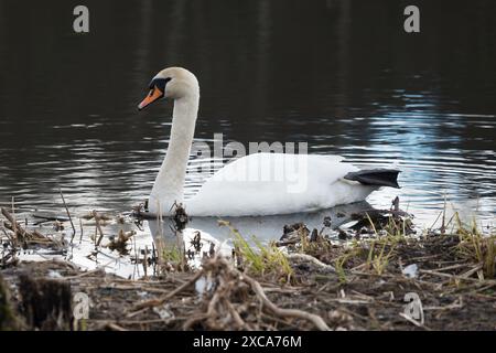 Ein Schwan in einem Teich Stockfoto