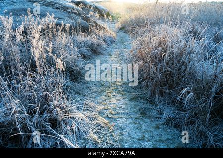 Frostiger Pfad im Winter Stockfoto