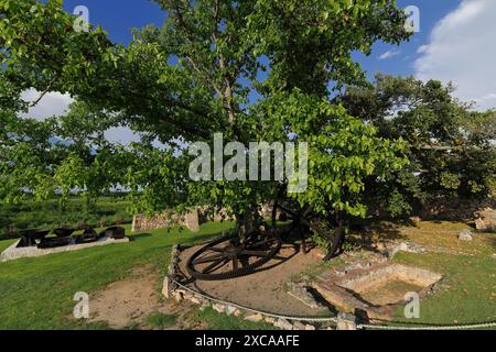 386 Jaguey-Baum auf dem Gelände der ehemaligen Zuckerfabrik La Demajagua, der die Relikte der Dampfmaschine, die nach dem Krieg auf dem Gelände hinterlassen wurde, schützt. Manzanillo-Kuba Stockfoto