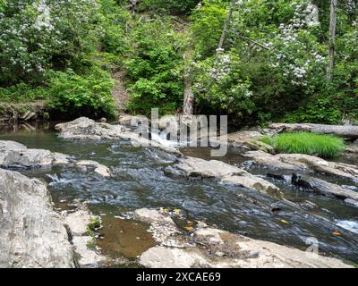 Im Prince William Forest Park, Virginia, stürzt ein ruhiger Bach sanft über einen kleinen Wasserfall, der von leuchtenden Rhododendronen umgeben ist. Stockfoto