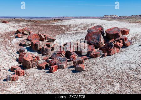 Brocken von fosilisierten Baumstämmen im versteinerten Wald-Nationalpark Stockfoto