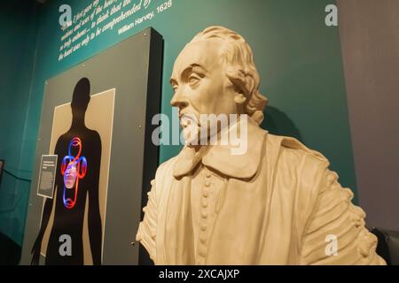 England, Kent, Folkestone, Folkestone Museum, Statue des Arztes William Harvey, des ersten bekannten Arztes, der das systemische ci vollständig beschreibt Stockfoto