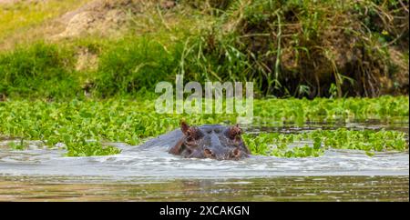 Einsamer Nilpferdstier im Grumeti River, Serengeti Nationalpark. Stockfoto