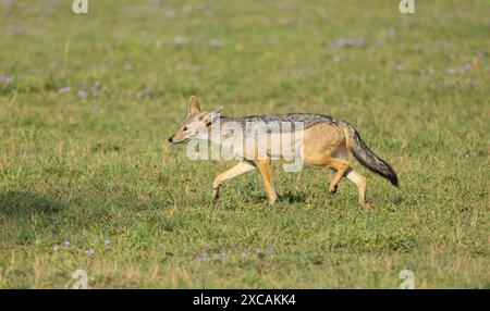 Schakal mit silbernem Rücken, der in der Serengeti-Ebene spaziert Stockfoto