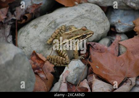 Frosch im trockenen Flussbett Stockfoto