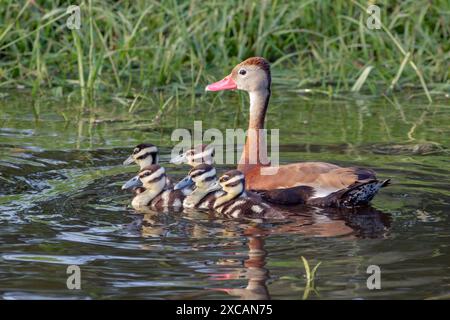 Schwarzbauchige pfeifende Enten (Dendrocygna autumnalis) weiblich mit Enten, Houston Area, Texas, USA. Stockfoto