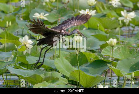 Limpkin (Aramus guarauna) fliegt über einem See, der mit den gelben Lotuspflanzen (Nelumbo lutea) bedeckt ist, Houston Area, Texas, USA. Stockfoto