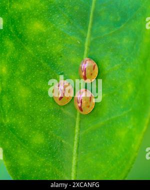 Eier von Riesenleaffooten (Acanthocephala declivis) auf Zitrusblättern, Galveston, Texas, USA. Stockfoto