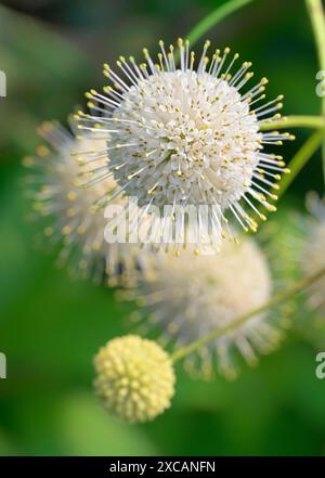 Blütenstände des blühenden Buttonbush (Cephalanthus occidentalis), auch bekannt als Button Willow, Honey Bells, Honeybells, Honey Balls, Honeyballs Stockfoto