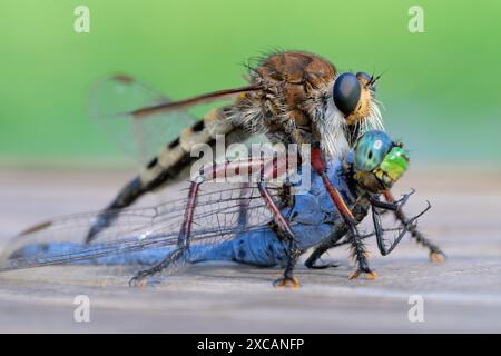 Braunbraune Lion Fly oder Räuberfliege (Promachus hinei), mit getöteter Libelle, Houston Area, Texas, USA. Stockfoto