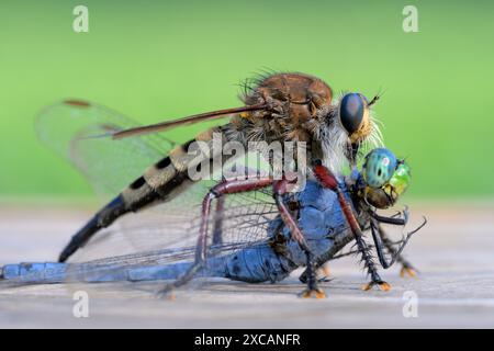 Braunbraune Lion Fly oder Räuberfliege (Promachus hinei), mit getöteter Libelle, Houston Area, Texas, USA. Stockfoto