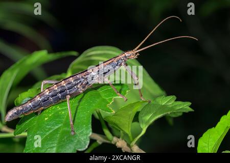 Südliches zweigestreiftes Walkingstick-Insekt (Anisomorpha buprestoides) weiblich, Galveston, Texas, USA. Stockfoto