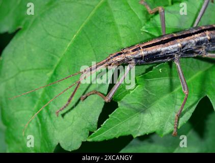 Südliches zweigestreiftes Walkingstick-Insekt (Anisomorpha buprestoides) weiblich, Galveston, Texas, USA. Stockfoto