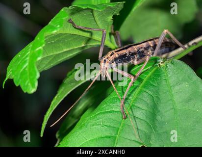 Südliches zweigestreiftes Walkingstick Insekt (Anisomorpha buprestoides) weibliches Nahaufnahme, Galveston, Texas, USA. Stockfoto