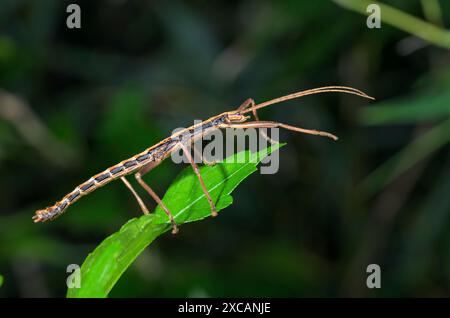 Südliches zweigestreiftes Walkingstick-Insekt (Anisomorpha buprestoides) männlich, Galveston, Texas, USA. Stockfoto