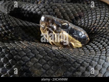 Cottonmouth, auch bekannt als Wassermokassin (Agkistrodon piscivorus) Close-up, Houston Area, Texas, USA. Stockfoto