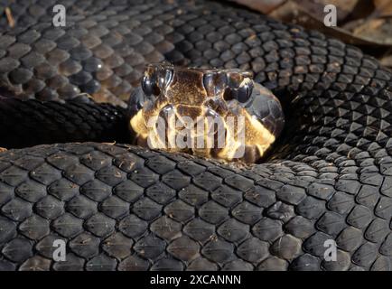 Cottonmouth, auch bekannt als Wassermokassin (Agkistrodon piscivorus), Nahaufnahme mit Gruben auf der Schnauze, Houston Area, Texas, USA. Stockfoto