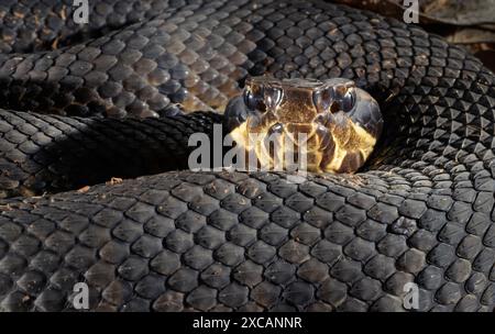 Cottonmouth, auch bekannt als Wassermokassin (Agkistrodon piscivorus), Nahaufnahme mit Gruben auf der Schnauze, Houston Area, Texas, USA. Stockfoto