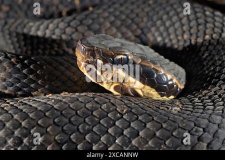 Cottonmouth, auch bekannt als Wassermokassin (Agkistrodon piscivorus) Close-up, Houston Area, Texas, USA. Stockfoto