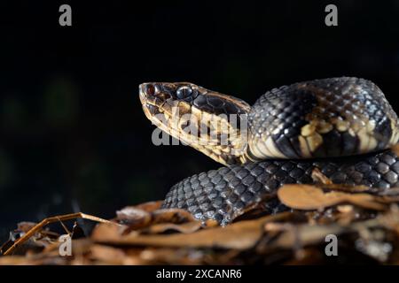 Cottonmouth, auch bekannt als Wassermokassin (Agkistrodon piscivorus) bei Nacht, Close Up, Houston Area, Texas, USA. Stockfoto