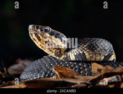 Cottonmouth, auch bekannt als Wassermokassin (Agkistrodon piscivorus) bei Nacht, Close Up, Houston Area, Texas, USA. Stockfoto
