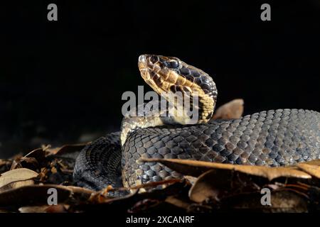 Cottonmouth, auch bekannt als Wassermokassin (Agkistrodon piscivorus) bei Nacht, Close Up, Houston Area, Texas, USA. Stockfoto