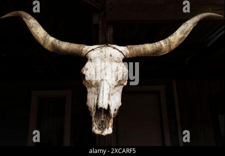 Kuhschädel hängt in einer simulierten alten Weststadt in Arizona, USA. Stockfoto