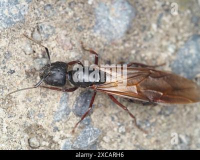 Camponotus-Art Zimmermann Ameisenkönigin, wahrscheinlich Camponotus modoc oder C. herculeanus Stockfoto