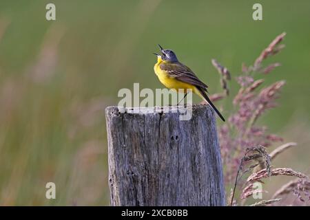 Westlicher gelber Bachstelz (Motacilla flava), männlich stehend auf einem Holzpfosten und singend, Schleswig-Holstein, Deutschland Stockfoto