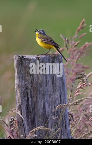 Westlicher gelber Bachstelz (Motacilla flava), männlich stehend auf einem Holzpfosten und singend, Schleswig-Holstein, Deutschland Stockfoto