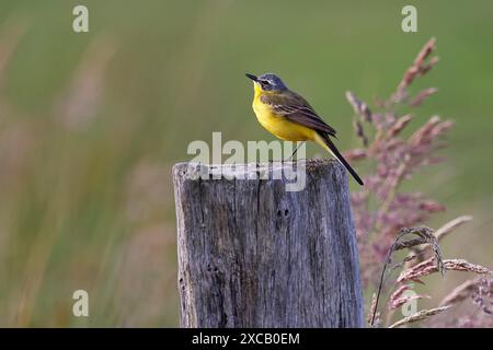 Westlicher gelber Bachstelz (Motacilla flava), Wiesenbachtel, männlich auf einem Holzpfahl, Schleswig-Holstein, Deutschland Stockfoto