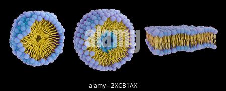 Darstellung verschiedener Phospholipidanordnungen einschließlich (von links nach rechts) Mizellen, Liposome, Lipidbilayer. Phospholipide haben einen hydrophilen Kopf und hydrophobe Schwänze. Stockfoto