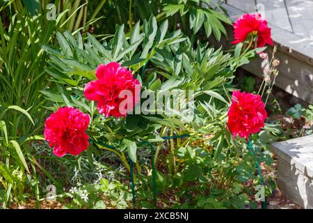 „Rubra Plena“-Gartenpeonie, Bondpion (Paeonia x festiva) Stockfoto