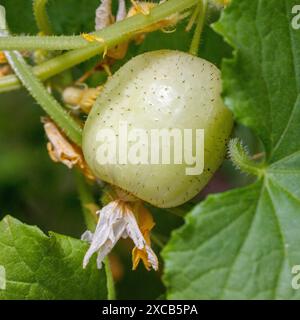 Zitronengurke, Äppelgurka (Cucumis sativus) Stockfoto