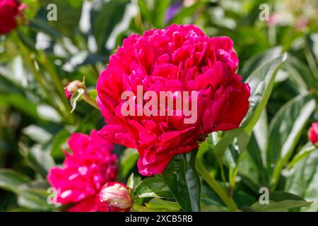 „Kansas“-Gartenpeonie, Luktpion (Paeonia lactiflora) Stockfoto