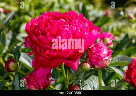 „Kansas“-Gartenpeonie, Luktpion (Paeonia lactiflora) Stockfoto