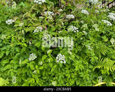 Giersch, Aegopodium podagraria, gehoert zu den Wildkräeutern und Wildgemuese. You is a Wildpflanze with weissen Bluetens. You is a want Heil Stockfoto