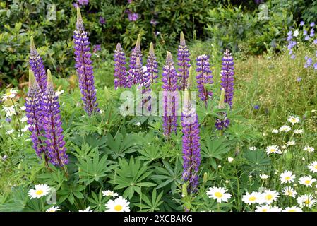 Lupine, Lupinus angustifolius ist eine attraktive Blume die wild und auch in unseren Gaerten gedeihen. Lupine, Lupinus angustifolius, ist eine attraktive Stockfoto