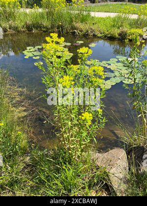 Sumpfwolfsmilch, Euphorbia palustris, ist eine Wolfsmilchart die dicht an Gewaessern gedeiht. Euphorbia palustris ist eine Art von Spurg Stockfoto