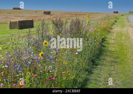 Erhaltung der Artenvielfalt - Wildblumen Grenzen entlang Farmfelder zur Unterstützung von Bestäubern und anderen Wildtieren (Jütland, Dänemark) Stockfoto